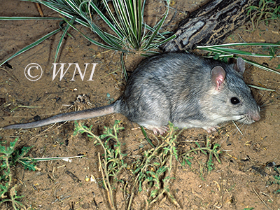 Neotoma micropus, Southern Plains Woodrat